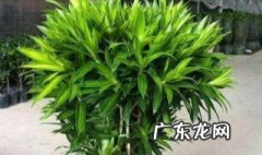 百合竹的修剪方法 百合竹修剪方法视频播放