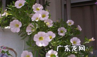 百万小铃怎样浇水 如何给百万小铃浇水