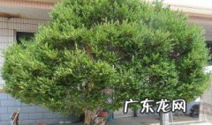 黄杨树可以嫁接什么植物 黄杨树可以嫁接什么