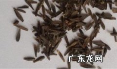 月季花有种子吗,能种出来吗 大丽花有种子吗