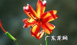 山丹丹花怎么养 山丹丹花的养殖方法和注意事项