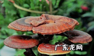 人工种植的灵芝有功效吗 人工种植的灵芝有药用价值吗