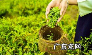春茶何时采摘 春茶何时采摘最佳时间