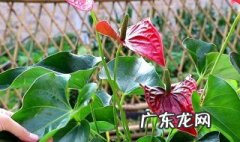 怎样给红掌下肥施什么肥能开花? 给红掌施什么肥容易开花