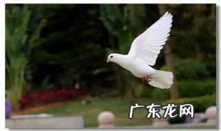 最简单的小型鸽子棚 初次养鸽子要养几对