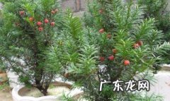 红豆杉黄叶是什么原因 红豆杉黄叶是什么原因导致的
