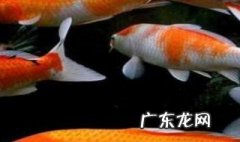 日本锦鲤的养殖方法 日本锦鲤养殖技巧