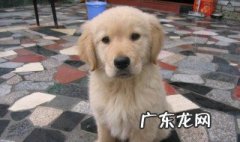 火车可以带宠物吗 火车怎么带宠物
