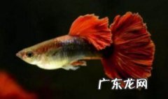中国斗鱼孵化几天后公鱼要移开 斗鱼孵化后几天捞出公鱼
