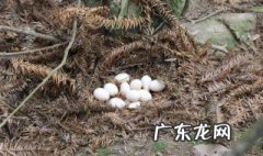 番鸭孵化要多少天出壳 番鸭孵化多少天停止翻蛋