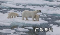 企鹅生活在南极还是北极 北极熊在南极还是北极