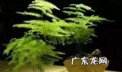 文竹土培改水培视频 文竹土培改水培的做法