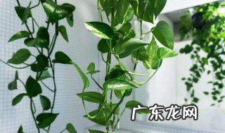 办公室适合养绿萝的原因是什么 办公室养绿萝有什么好处