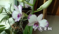秋石斛的养殖方法 秋石斛的养殖方法视频