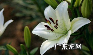 百合花放在室内有毒吗会中毒吗 百合花放在室内有毒吗