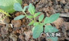 番茄苗病 蕃茄苗常见病
