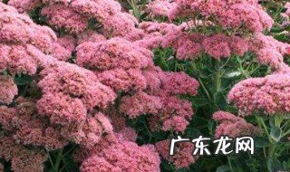植物营养液的使用方法和注意事项 水培植物营养液的使用方法和注意事项