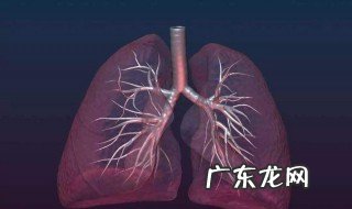 肺泡外面包绕着丰富的什么 肺泡外面包绕着丰富的什么组织