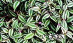 吊竹梅怎么施肥视频 吊竹梅怎么施肥