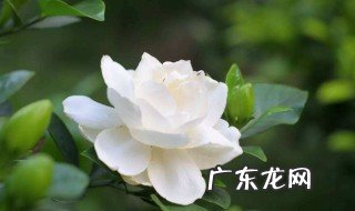 栀子花怎么修根 栀子花怎么修根图解