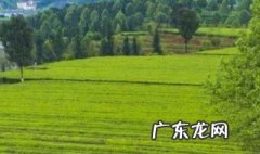 茶叶是经济作物吗 茶叶是经济作物还是粮食作物