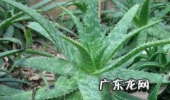 适合在寝室养的花卉 适合在寝室养的花