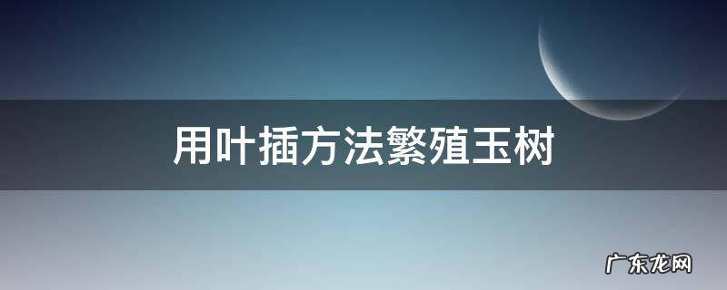 玉树叶子扦插方法 用叶插方法繁殖玉树