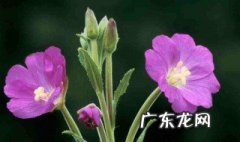 宿根花卉有那些适合北方种植的植物 宿根花卉有那些适合北方种植