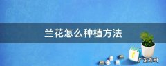 兰花怎么种植方法 兰花怎么种植方法和注意事项