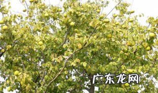 家里院子里一般不能种什么树 家里院子里一般不能种什么树呢