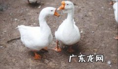 已经杀好的鸭子和鹅怎么区别 宰杀后的鸭子和鹅如何辨别