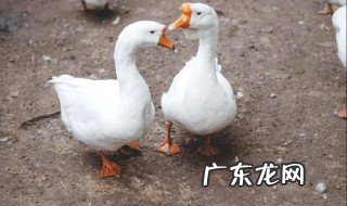 已经杀好的鸭子和鹅怎么区别 宰杀后的鸭子和鹅如何辨别