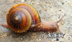 蜗牛牙齿放大图片 显微镜 蜗牛在哪里能找到