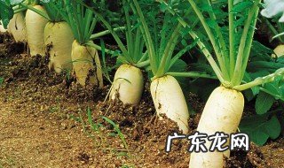 萝卜伞怎么种合理施肥 萝卜伞怎么种合理