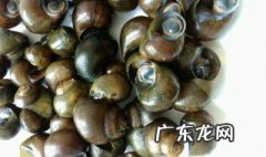 河里的田螺能放进鱼缸吗 河里的田螺能放进鱼缸吗视频