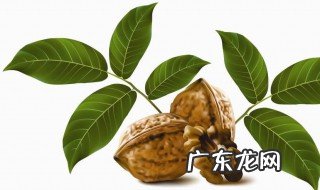 核桃树叶的功效与作用图片 核桃树叶的功效与作用