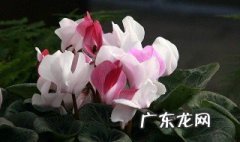 仙客来怎样休眠 仙客来怎么度过休眠期
