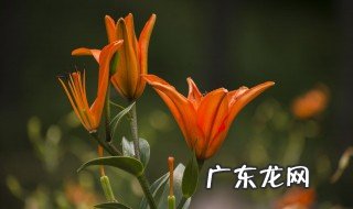 野百合种植方法视频介绍 野百合怎么栽种