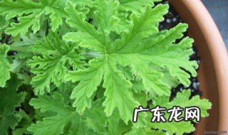 驱蚊草好养吗 驱蚊草好养活吗?