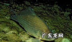 如何选择鱼道 鱼道怎么看
