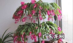 蟹爪兰的日常养护方法 蟹爪兰的养护办法