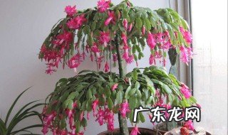 蟹爪兰的日常养护方法 蟹爪兰的养护办法