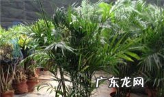 夏威夷椰子怎么养植方法 夏威夷椰子怎么养