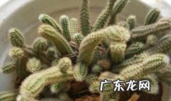 白檀怎么养护 白檀怎么养