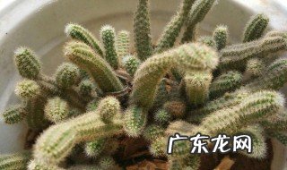 白檀怎么养护 白檀怎么养