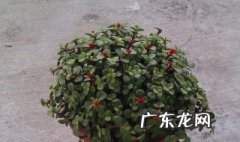 金枝玉叶养多长时间会开花 金枝玉叶养多久可以造型