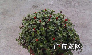 金枝玉叶养多长时间会开花 金枝玉叶养多久可以造型