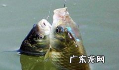 四月中旬如何钓鲫鱼 四月中旬如何钓鲫鱼呢