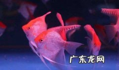 养鱼为什么不能养单数的鱼 养鱼为什么不能养单数
