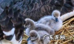 小鹅吃什么食物长的快些 小鹅吃什么食物长的快